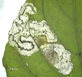 Mine of Mompha terminella on Circaea lutetiana