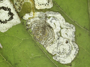 Mine of Mompha terminella on Circaea lutetiana