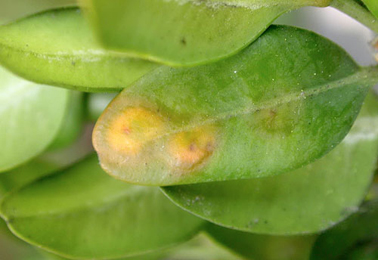 Mine of Monarthropalpus flavus on Petasites