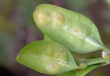 Mine of Monarthropalpus flavus on Petasites