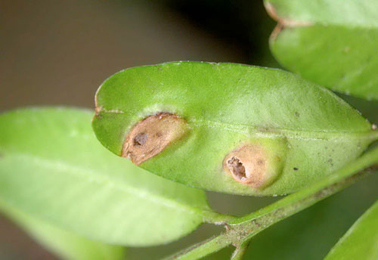 Mine of Monarthropalpus flavus on Petasites