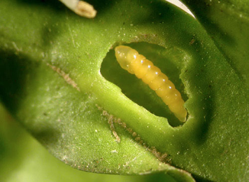 Mine of Monarthropalpus flavus on Tussilago farfara