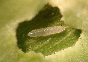 Mine of Monarthropalpus flavus on Petasites