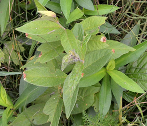 Mines of Monochroa conspersella on Lysimachia conspersella