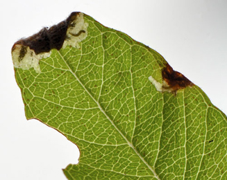 Mines of Monochroa conspersella on Lysimachia conspersella