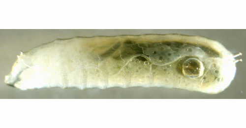 Nemorimyza posticata larva,  lateral