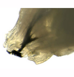 Nemorimyza posticata larva,  lateral