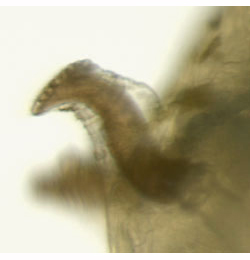 Nemorimyza posticata larva,  anterior spiracle,  lateral