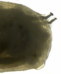 Nemorimyza posticata larva,  lateral