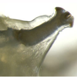 Nemorimyza posticata larva,  posterior spiracle,  lateral