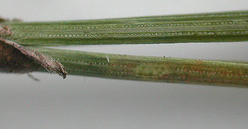 Mine of Ocnerostoma friesei on Pinus sylvestris