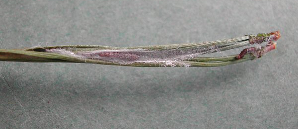 Mine of Ocnerostoma friesei on Pinus sylvestris