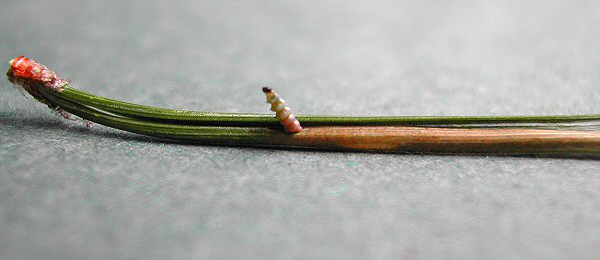 Mine of Ocnerostoma friesei on Pinus sylvestris