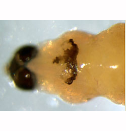 Ocnerostoma friesei larva