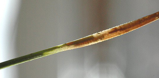 Mine of Ocnerostoma piniariella on Pinus