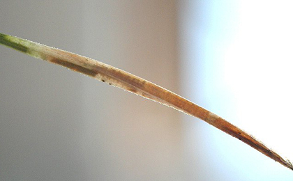 Mine of Ocnerostoma piniariella on Pinus