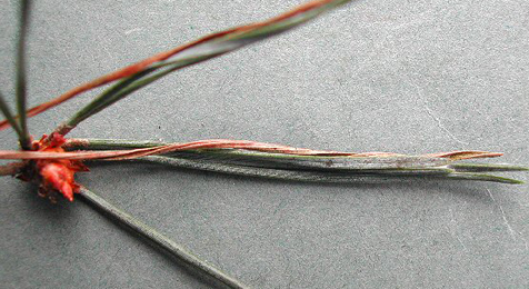 Mine of Ocnerostoma piniariella on Pinus