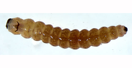 Ocnerostoma piniariella larva,  dorsal