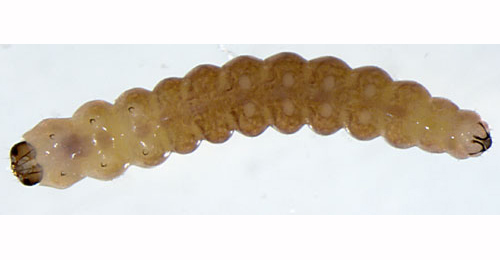 Ocnerostoma piniariella larva,  ventral