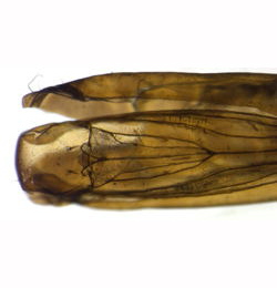 Ocnerostoma piniariella pupal case,  dorsal