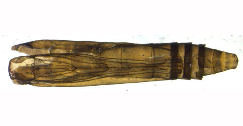 Ocnerostoma piniariella pupal case,  ventral