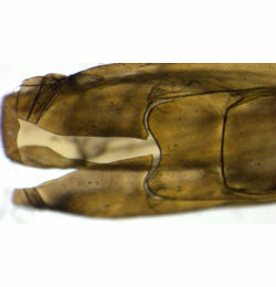 Ocnerostoma piniariella pupal case,  ventral