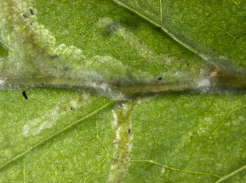 Mine of Ophiomyia beckeri on Solidago gigantea