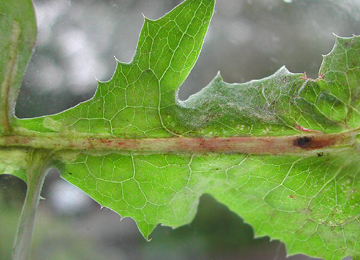 Mine of Ophiomyia beckeri