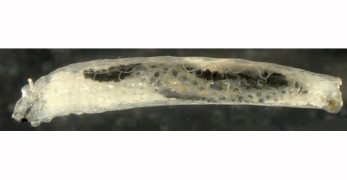 Ophiomyia beckeri larva,  lateral