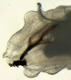 Ophiomyia beckeri larva,  lateral