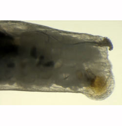 Ophiomyia beckeri larva,  lateral