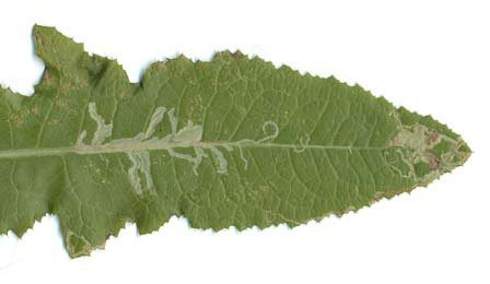 Mine of Ophiomyia maura on Sonchus