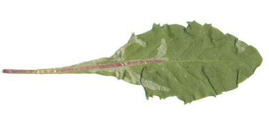 Mine of Ophiomyia maura on Taraxacum