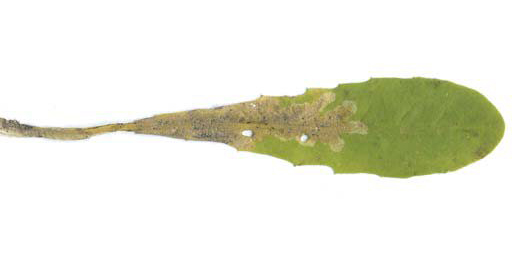 Mine of Ophiomyia maura on Taraxacum