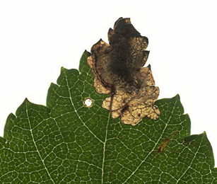 Mine of Orchestes alni on Ulmus glabra