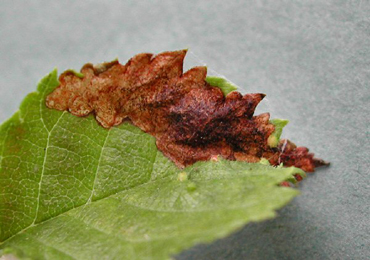 Mine of Orchestes alni on Ulmus