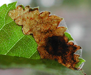 Mine of Orchestes alni on Ulmus