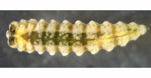 Orchestes alni larva,  dorsal