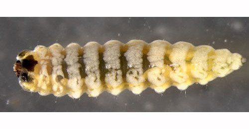 Orchestes alni larva,  ventral