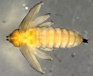 Orchestes alni pupa,  dorsal