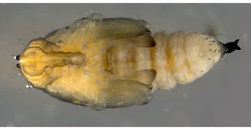 Orchestes alni pupa,  ventral