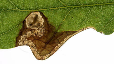 Mine of Orchestes avellanae on Quercus robur