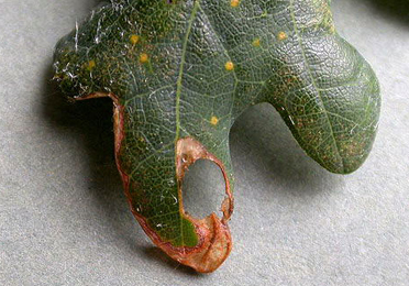 Mine of Orchestes avellanae on Quercus robur