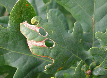 Mine of Orchestes avellanae on Quercus robur