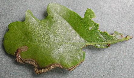 Mine of Orchestes avellanae on Quercus