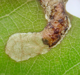 Mine of Orchestes avellanae on Quercus