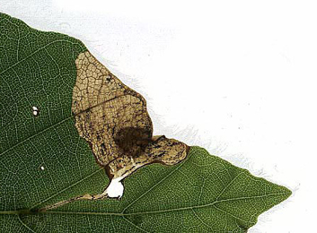 Mine of Orchestes fagi on Fagus sylvatica