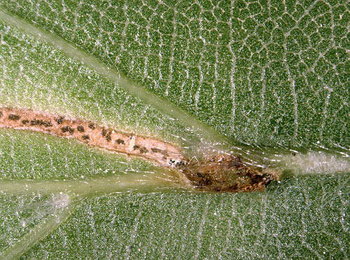 Mine of Orchestes fagi on Fagus sylvatica