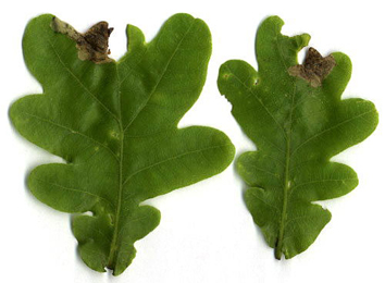 Mines of Orchestes pilosus on Quercus robur