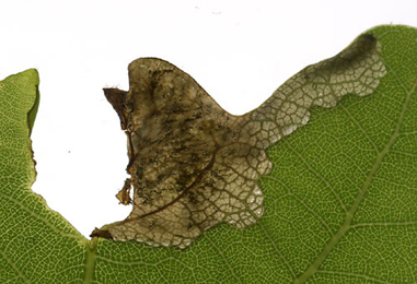 Mine of Orchestes pilosus on Quercus robur